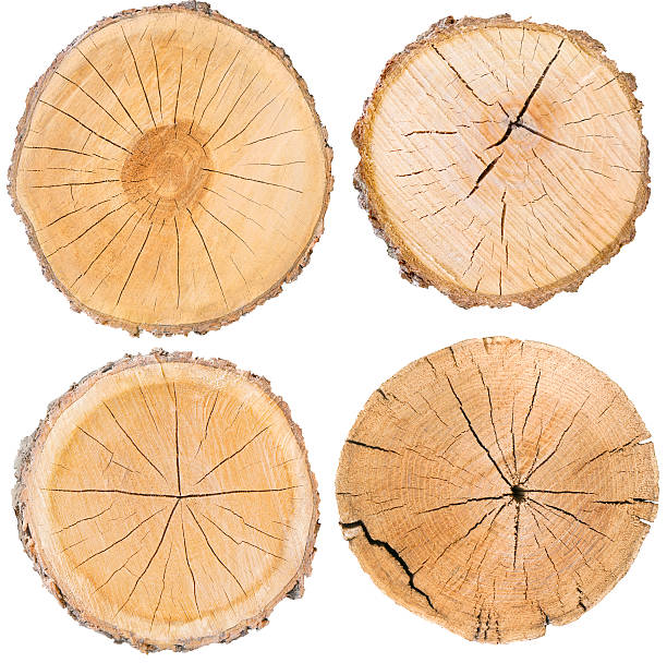istock Isolated Wood Tree Section with Rings and Cracked Texture 602288108
