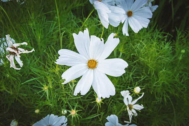 Garden cosmos, Cosmos bipinnatus, Cosmos or Schmuckkörbchen Garden cosmos, Cosmos bipinnatus, Cosmos or Schmuckkörbchen schmuckkörbchen stock pictures, royalty-free photos & images