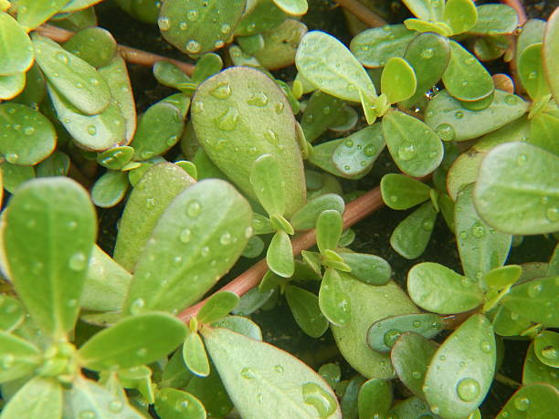 Purslane leaves after rain stock photo
