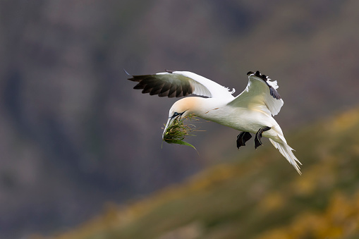 Northern Gannet, Morus Bassanus, carrying grass in flight. Bird in Newfoundland.