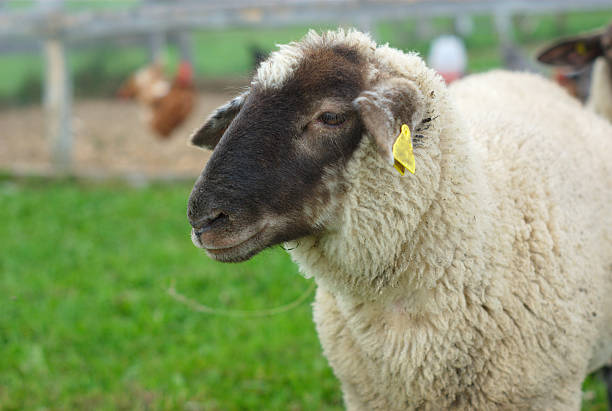 istock black head white sheep in a field 602289796