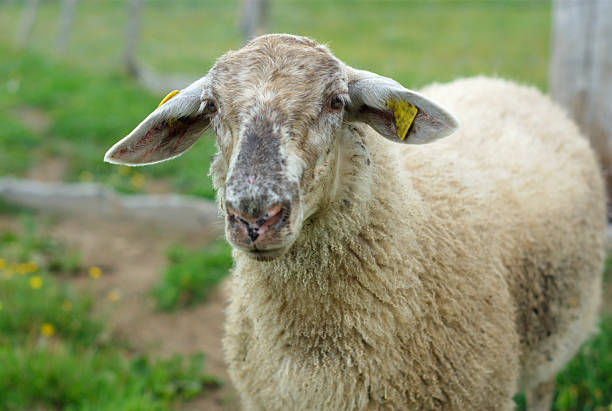 istock white sheep with gray face outside in enclosure 602289890