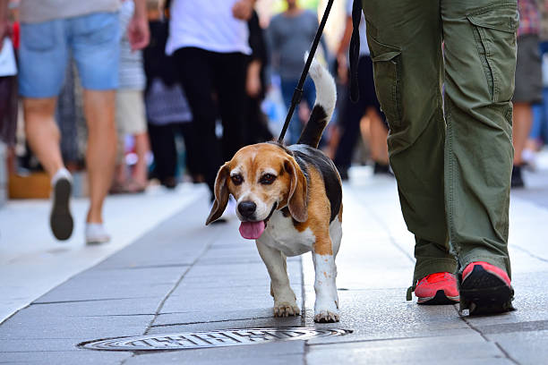 istock Man walking the dog in city 602290120