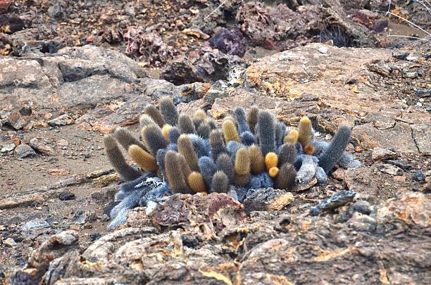 Lava Cactus A lava cactus grows amid the colorful lava that makes up the land of Bartolome Island, near Santiago Island, Galapagos Islands, Ecuador. lava cactus stock pictures, royalty-free photos & images