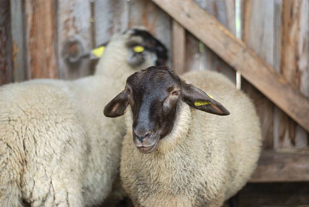 istock two sheeps in barn black head white fur 602291086