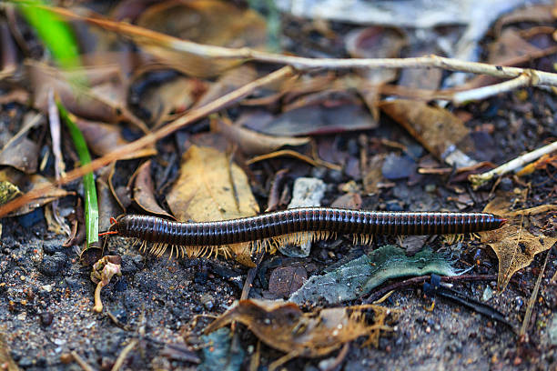 istock Millipede-millipede in nature. 602291320