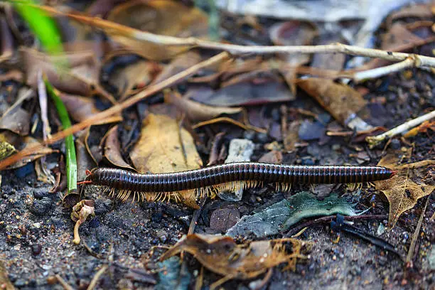 Photo of Millipede-millipede in nature.