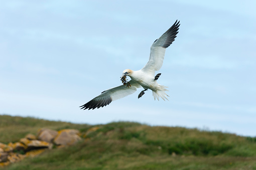Northern Gannet, Morus Bassanus, carrying grass in flight over the coastline. Bird in Newfoundland.
