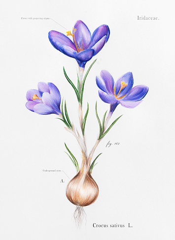 Imitation of a watercolor botanical illustration of a crocus flower as a whole