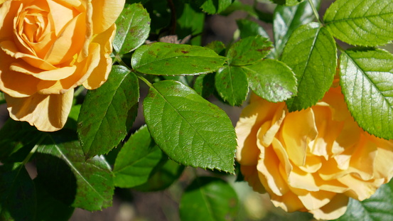 Yellow Roses Closeup