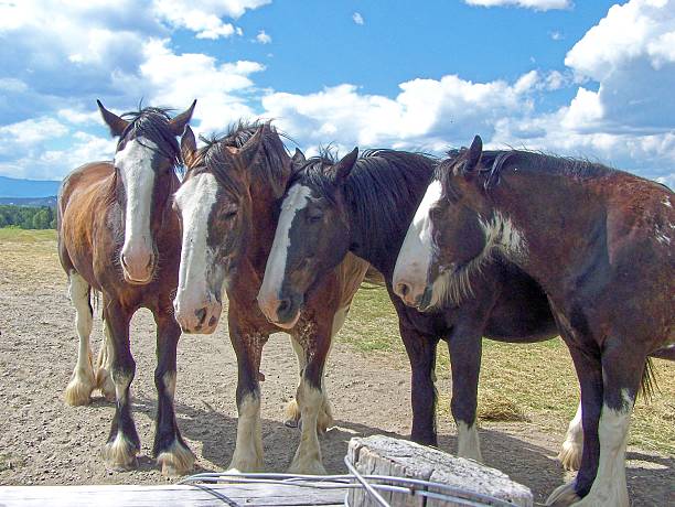 clydesdale cavalos quatro - whitek - fotografias e filmes do acervo