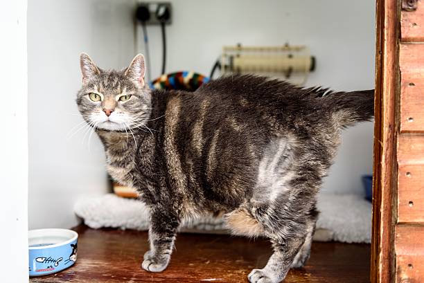 istock Homeless cat needs a forever home 602294278