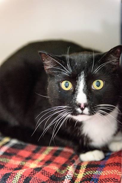 istock Homeless cat needs a forever home 602294474