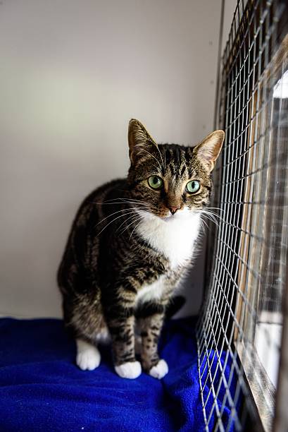 istock Homeless cat needs a forever home 602294658