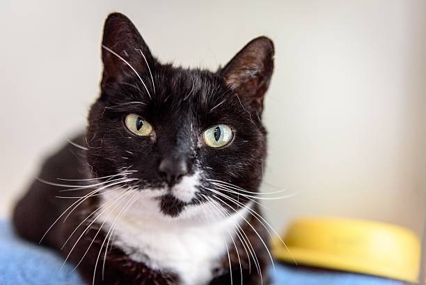 istock Homeless cat needs a forever home 602294704
