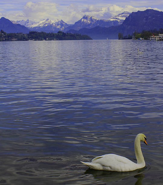 istock Mute Swan, Lucerne, Switzerland 602294942
