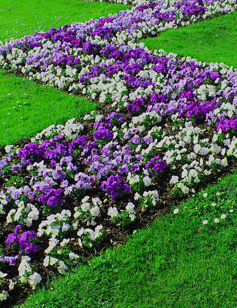 istock Petunias, purple and white 602295032