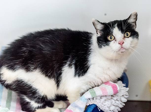 istock Homeless cat needs a forever home 602295126