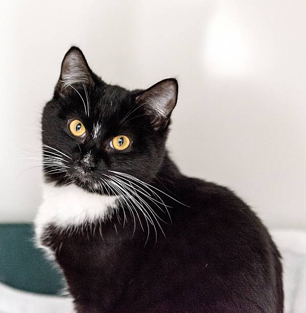 istock Homeless cat needs a forever home 602295152