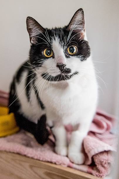 istock Homeless cat needs a forever home 602295164