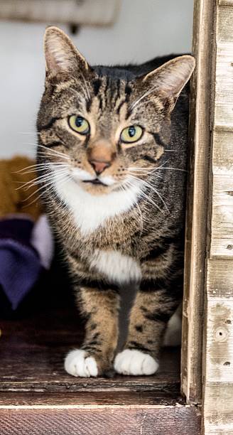 istock Homeless cat needs a forever home 602295184
