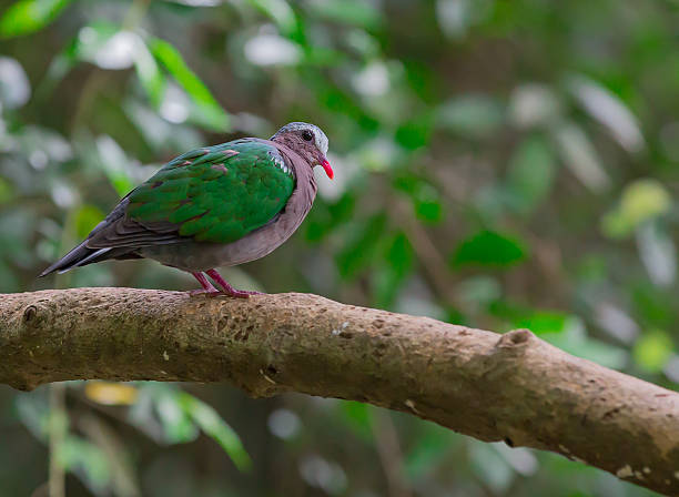 istock little bird sitting on a tree in forest 602295188