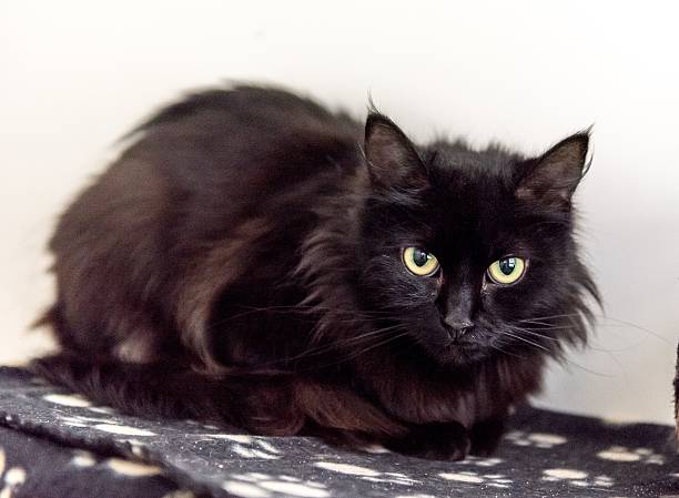 istock Homeless cat needs a forever home 602295230