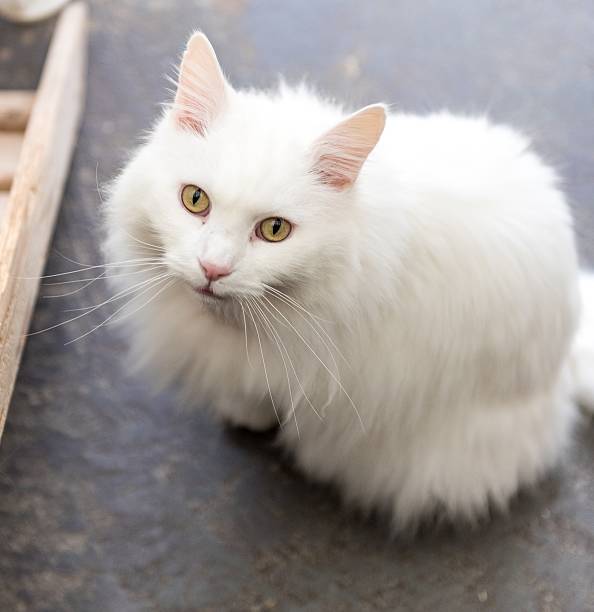 istock Homeless cat needs a forever home 602295248