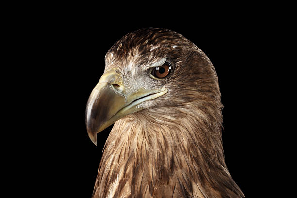 istock Close-up White-tailed eagle, Birds of prey isolated on 602295318