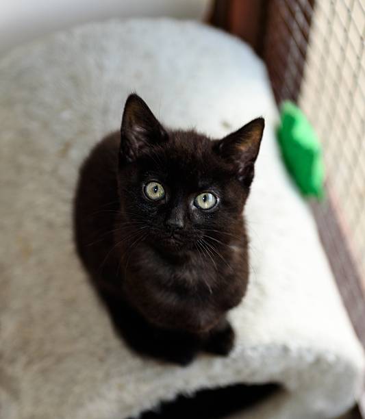 istock Homeless cat needs a forever home 602295326