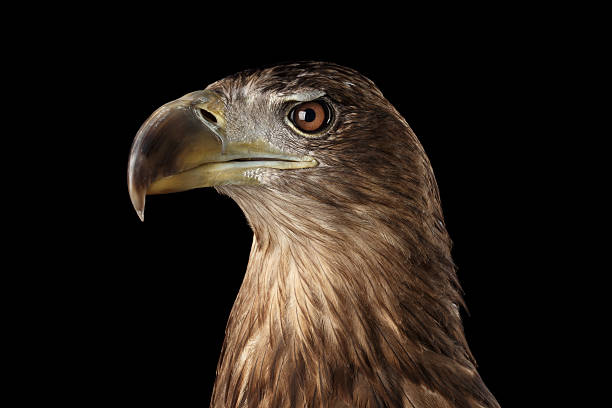 istock Close-up White-tailed eagle, Birds of prey isolated on 602295380