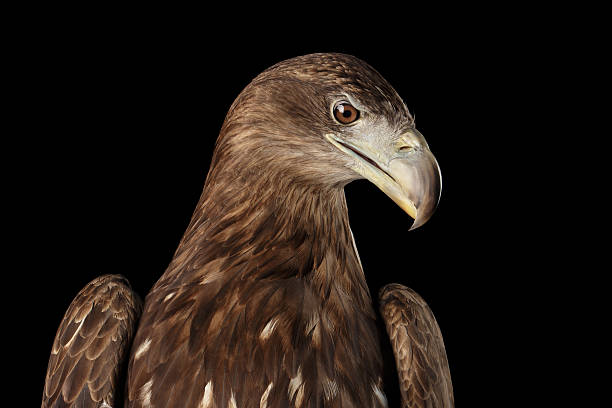 istock Close-up White-tailed eagle, Birds of prey isolated on 602295416