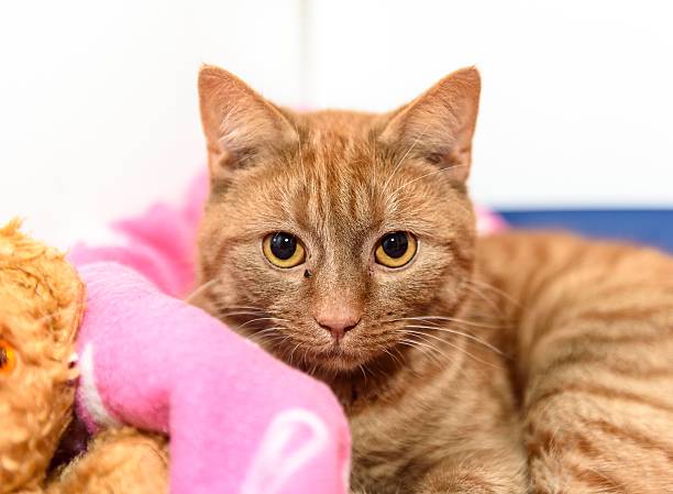 istock Homeless cat needs a forever home 602295634