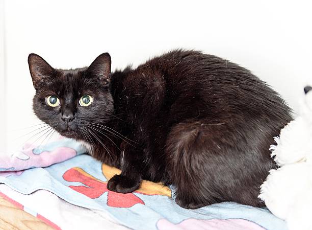 istock Homeless cat needs a forever home 602295730