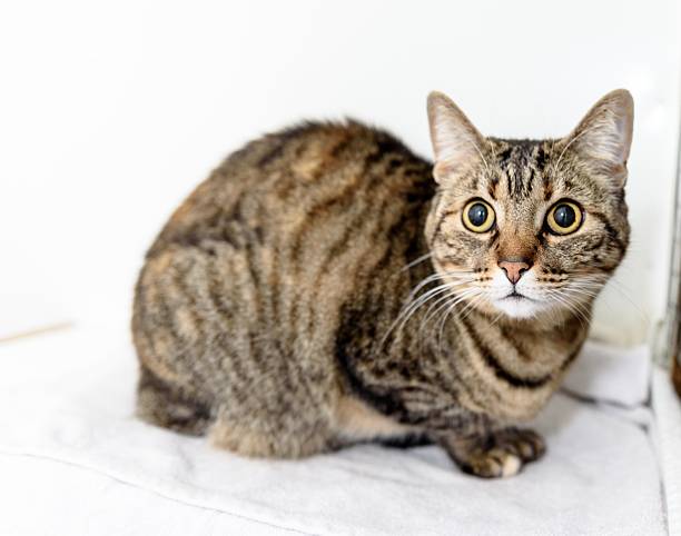 istock Homeless cat needs a forever home 602295736