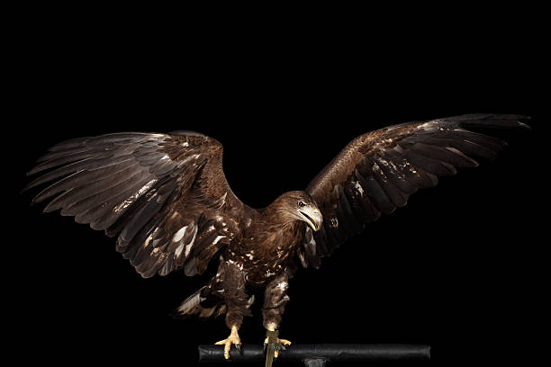 istock White-tailed eagle, Birds of prey isolated on Black background 602295800
