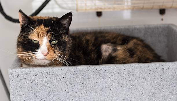 istock Homeless cat needs a forever home 602295830
