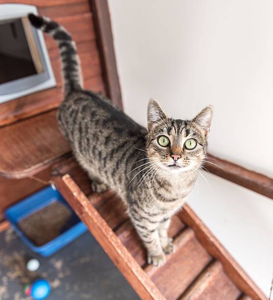 istock Homeless cat needs a forever home 602295874