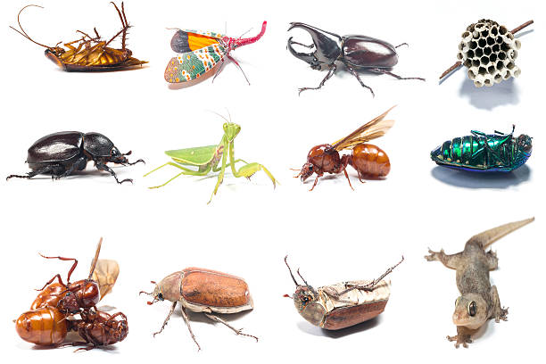 istock Collection of Animals 602297054