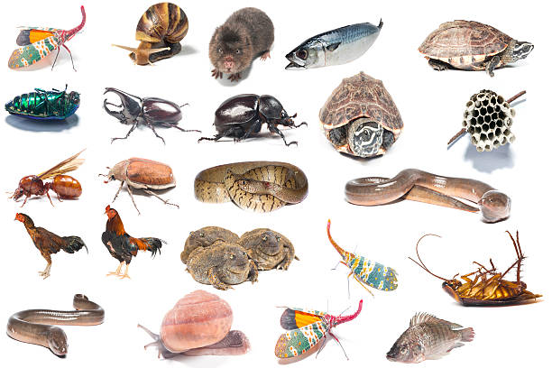 istock Collection of Animals 602297062