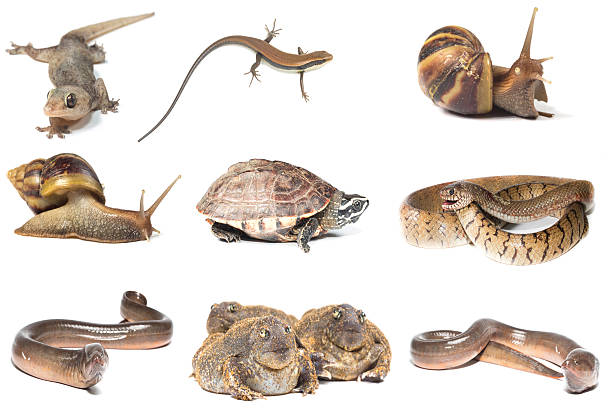 istock Collection of Animals 602297078