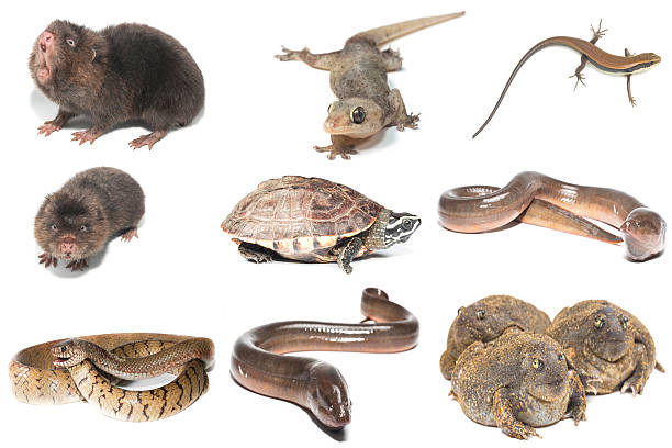 istock Collection of Animals 602297084