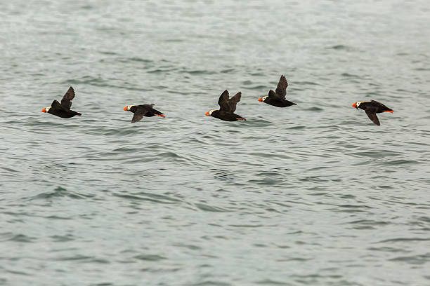 istock Tufted puffin fly with a fish in its beak over 602297260