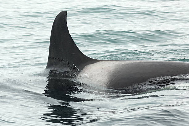 おるかです Killer Whale Orcinus Orca In Pacific Ocean Water Area Stock Photo