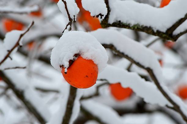 istock Snow piles up in the persimmon 602299136