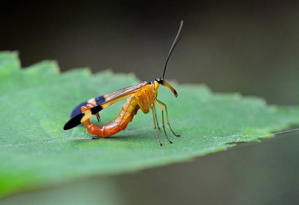 istock Panorpa japonica 602299436