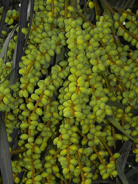 istock Fruits of Chrysalidocarpus lutescens, Areca Palm 602302668