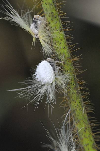istock Ricania japonica 602303410