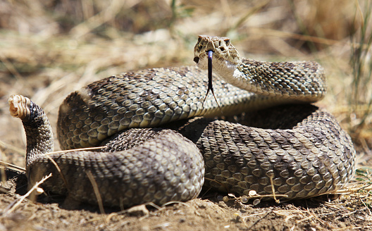 A prairie rattlesnake coils into striking position, flicking its forked tongue in and out on a sunny, dry hillside near Livingston, Montana on July 24, 2016