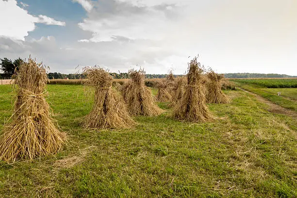 Photo of Wheat sheaves at the harvest